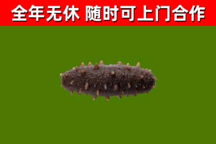 海北回收海参干